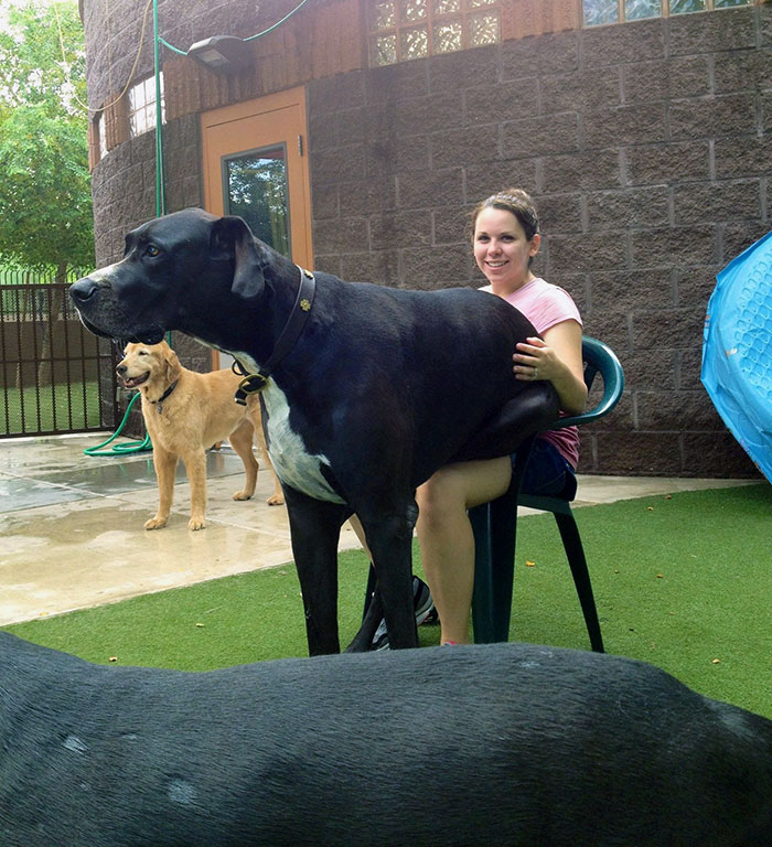 Adorable Pictures Of The Largest Danes We Have Ever Seen