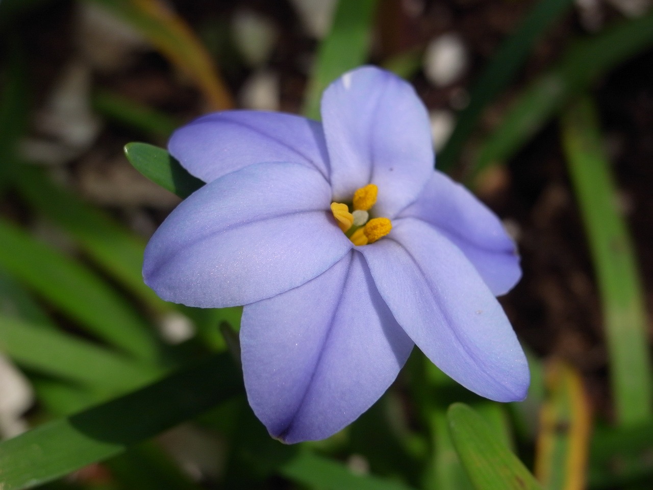 建築設計事務所ヒロシのデザイン生活 青い小さな花何 という花 Blue Little Flowers What Is The Name Of This Flower