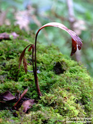 red leaves sprouting from tree stump