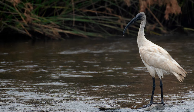 Kabini reservoir birds