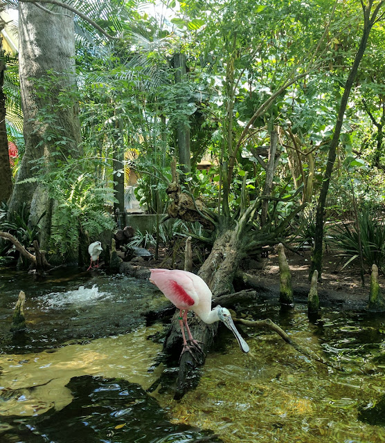 More Vacation Pictures:  The Florida Aquarium --How Did I Get Here? My Amazing Genealogy Journey