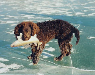 American Water Spaniel-dog-dog breeds-pets