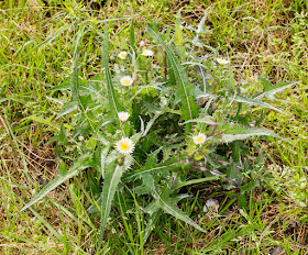 Smooth Sowthistle, Sonchus oleraceus.  White-petalled form.  Hayes Street Farm, 25 June 2016.