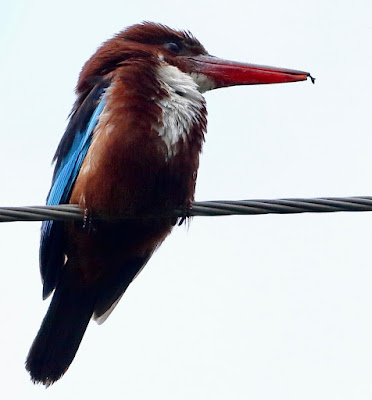 "White-throated Kingfisher, sitting on a wire."