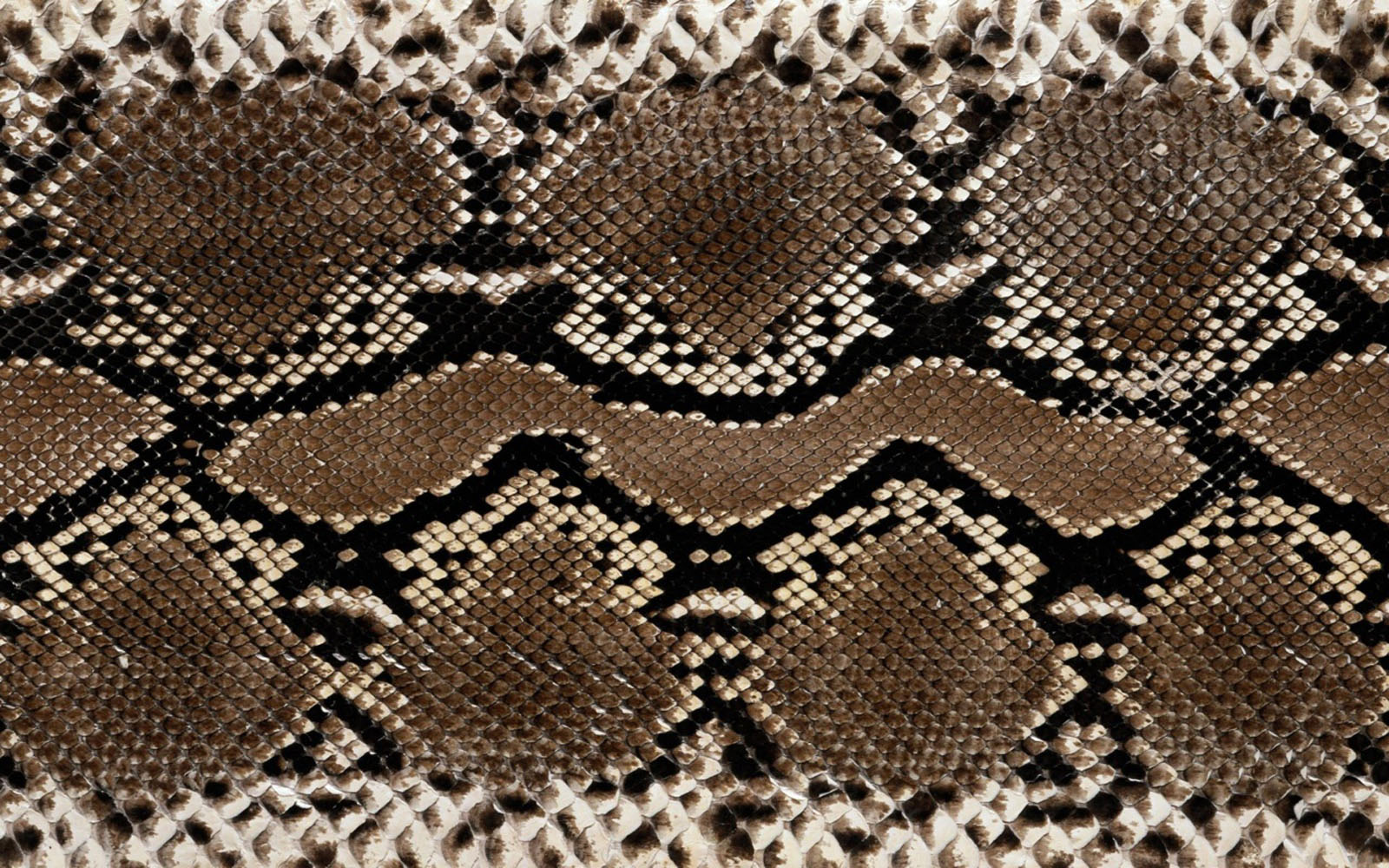 wallpapers: Snake Skin Wallpapers