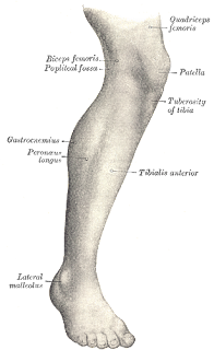 İnsan bacağının yapısı