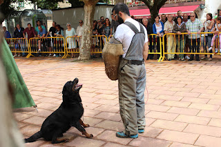 Los perros de la asociación GT Wurssy causan admiración en las fiestas de El Regato