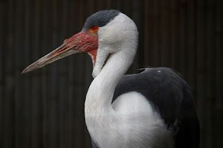 Wattled Crane