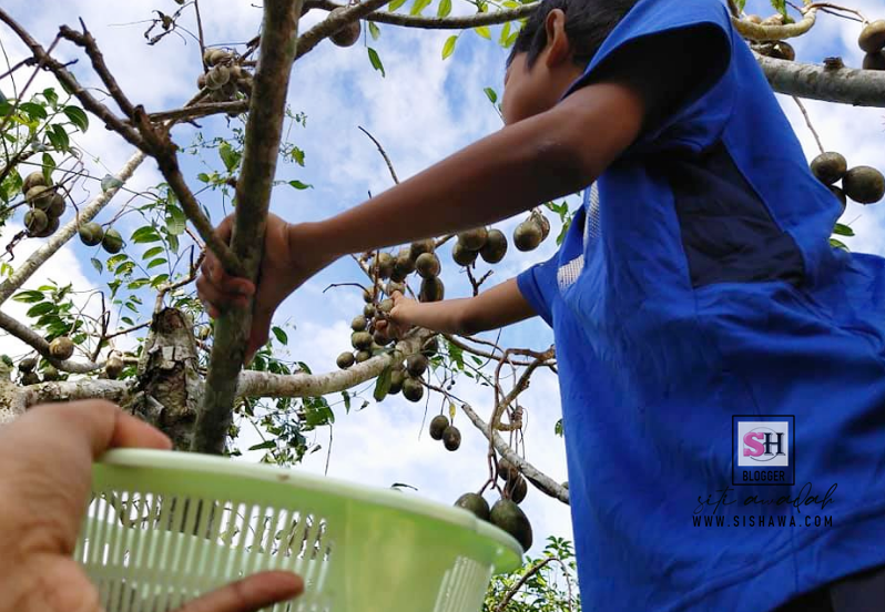 Aktiviti Berkebun Di Rumah