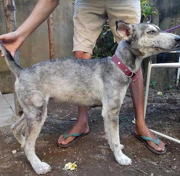 Guy Finds Abandoned Skin and Bones Husky And Helps It Recover