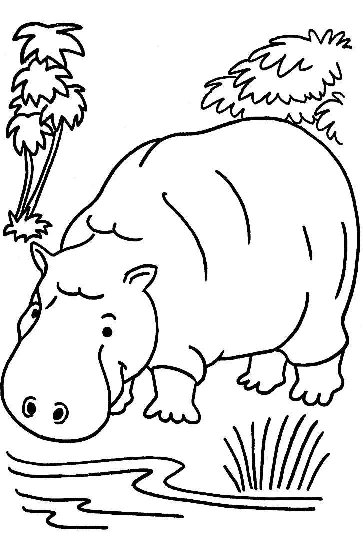 Notícias Ponto Com Desenhos de Hipopótamo para colorir