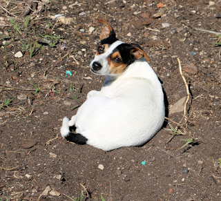 Louise having a rest in a warm hollow of dirt