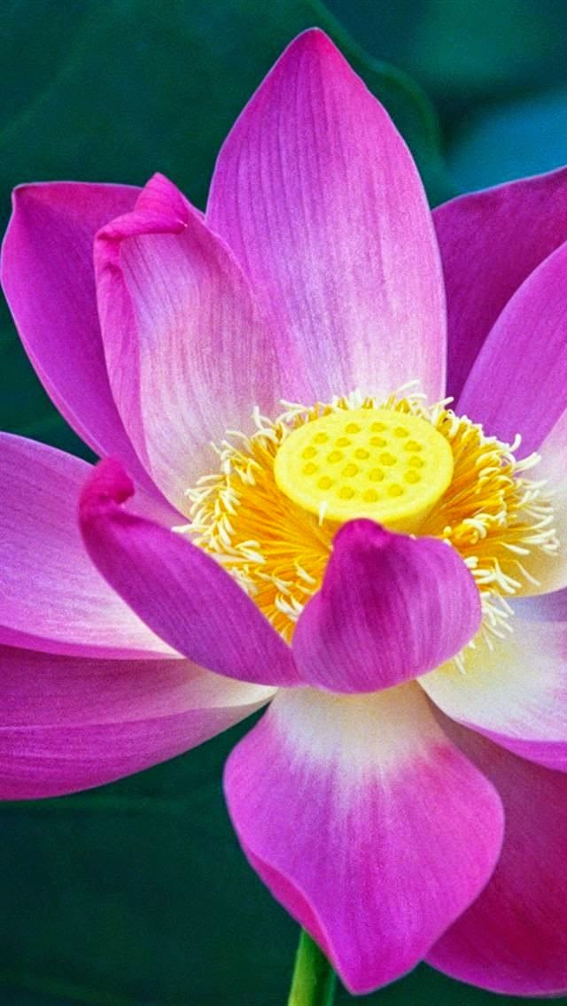 Pink Lotus Flower