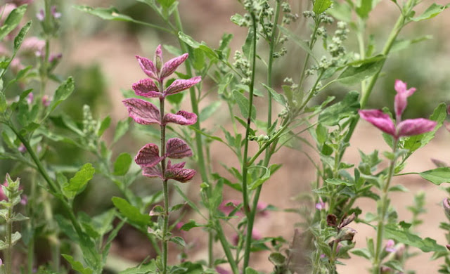 Annual Clary Sage