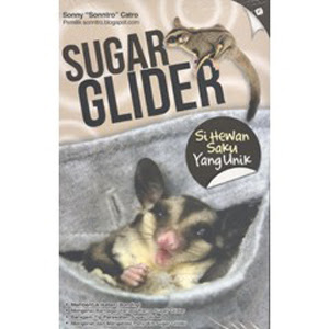 Kunci Sukses Memelihara Sugar Glider