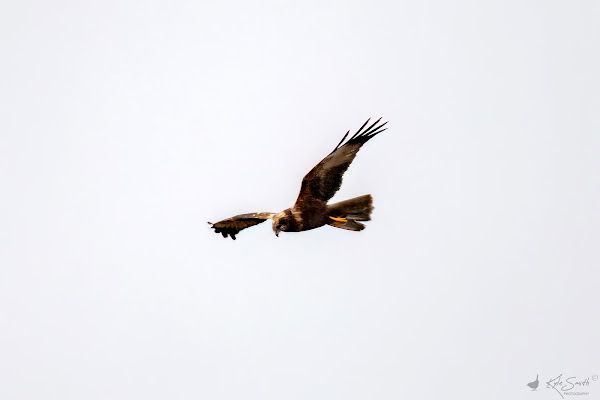 Marsh harrier