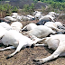 40 Cattle Die After Eating Poisonous Grass In Taraba