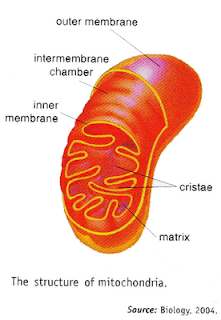 Structure And Function Of Cell Organelle Mitochondria ...