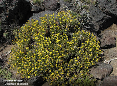 Gutierrezia spathulata