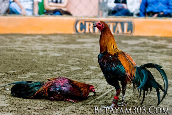 Ayam Peru, Peruvian Cockfight, Ayam Peruvian, ayam aduan pisau, ayam taji pisau, sabung ayam, 