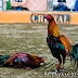 Mengenal Ayam Peru ( Peruvian Cockfight )