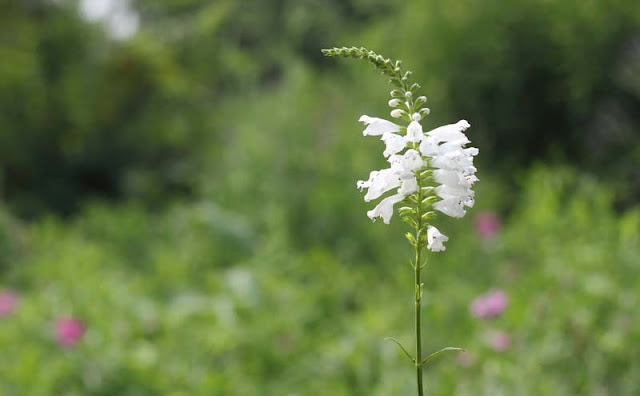 Physostegia Virginiana Flowers Pictures