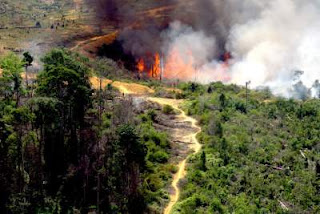 Bencana alam Kebakaran hutan