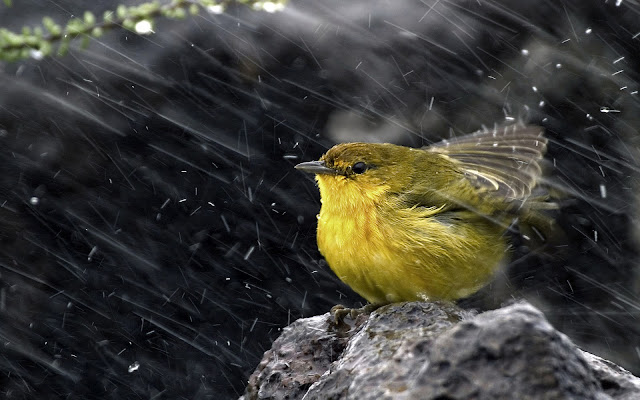 Alone Sparrow In Rain Wallpapers And Background And Image,1600 x 1000 resolution wallpapers,hd wallpapers,birds wallpapers