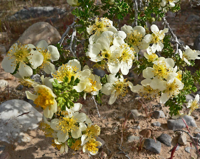 Purshia stansburyana