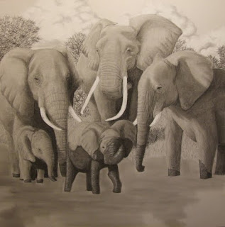 African elephants charcoal drawing in progress