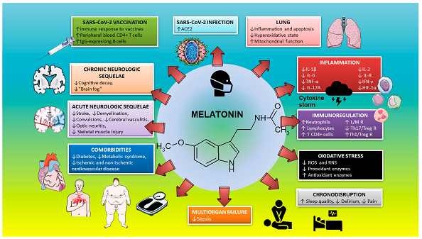 Melatonina como agente terapêutico multifatorial na infecção por SARS-CoV-2. Para explicação, veja o texto. ROS: espécies radicais de oxigênio; RNS: radical espécies de nitrogênio. L / MR: proporção de linfócitos / monócitos.