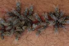 http://www.wikiasia.blogspot.com/2013/04/tips-mengusir-keberadaan-lalat.html