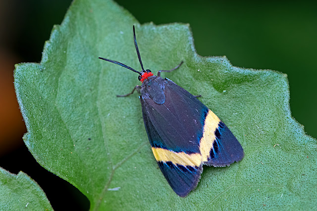 Pidorus gemina a day-flying moth