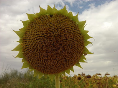 Girasol