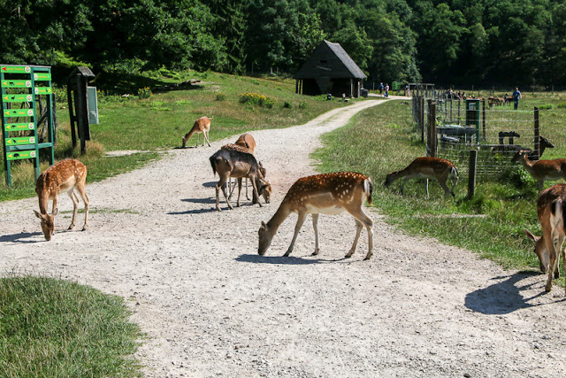 Hunsrück Wildpark Rheinböllen, Hirsche füttern