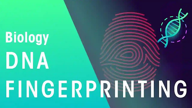 dna fingerprinting project