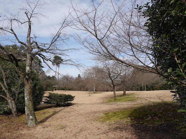 とっとり花回廊　桜の広場