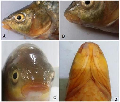 Occurrence of cyprinid fish, Carasobarbus sublimus in the Al-Diwaniya River, Middle Euphrates, Iraq