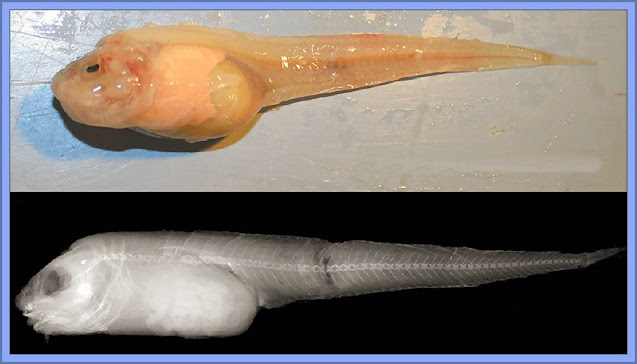 Mariana Snailfish - Deepest Living Fish