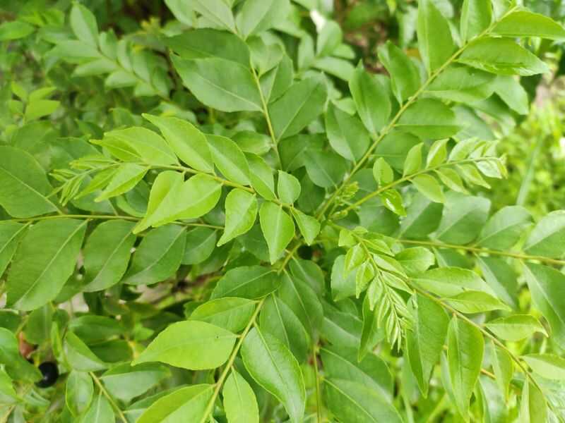 Curry leaf plant care