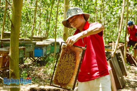 Quảng Ngãi Bác tin đồn đàn ong bu dồn lại khiến lúa lép hạt
