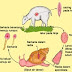 Siklus Hidup Fasciola Hepatica