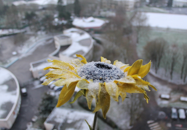 Tournesol en plastic