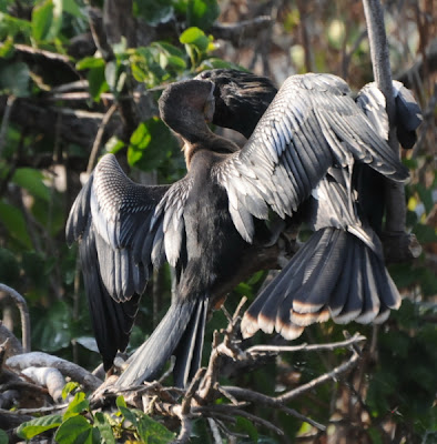 Anhinga (Anhinga anhinga)