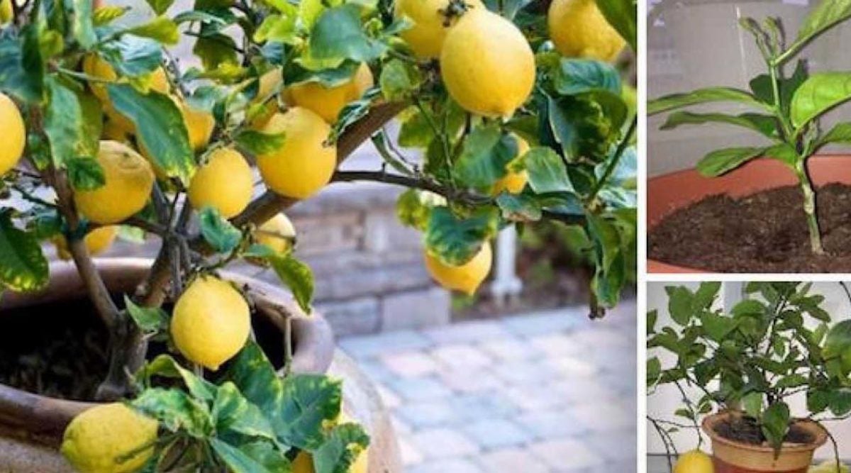 How To Easily Grow A Lemon Tree From Seeds In Your Own Home