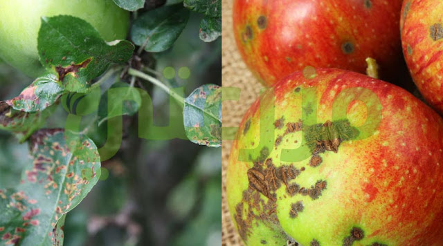 مرض جرب التفاح والعرموط  Apple and Pear scab