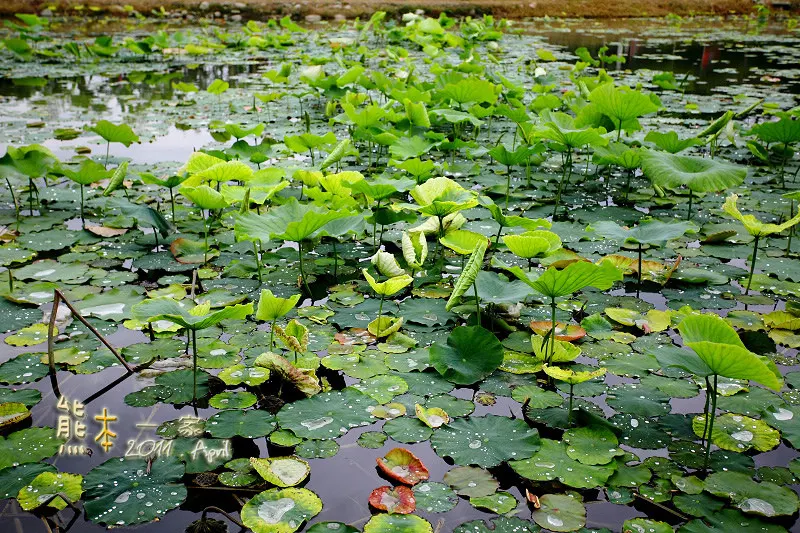 活魚大餐｜石園農場