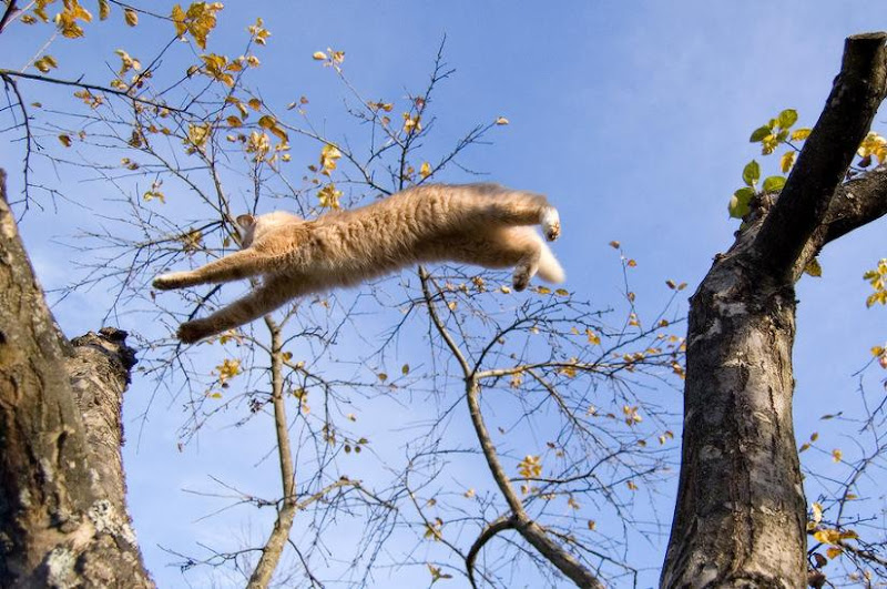 Amazing Animals Jump Seen On www.coolpicturegallery.us