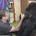ha conversation with koko the gorilla 