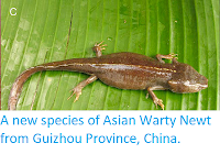 http://sciencythoughts.blogspot.co.uk/2012/10/a-new-species-of-asian-warty-newt-from.html